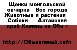 Щенки монгольской овчарки - Все города Животные и растения » Собаки   . Алтайский край,Камень-на-Оби г.